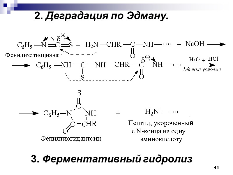 41  2. Деградация по Эдману. 3. Ферментативный гидролиз